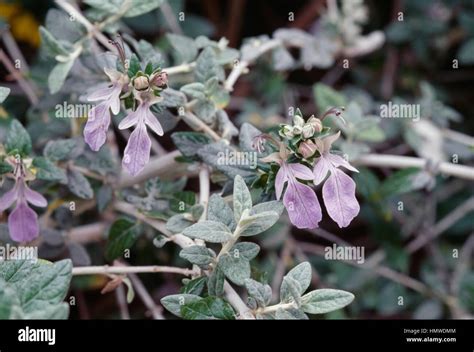 Teucrium Fruticans Immagini E Fotografie Stock Ad Alta Risoluzione Alamy