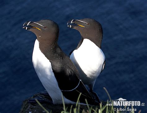 Alca torda Pictures, Razorbill Images, Nature Wildlife Photos | NaturePhoto