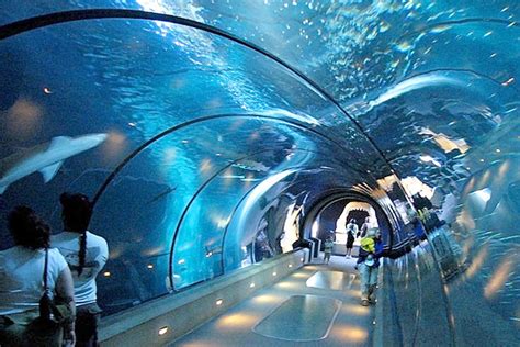 Aquarium Shark Tunnel • True Adventures