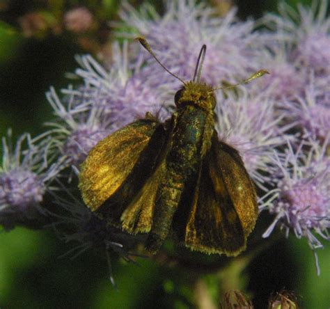 Pecks Skipper Project Noah