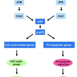 The P53 Mediated DNA Damage Response Cisplatin Induced DNA Damage