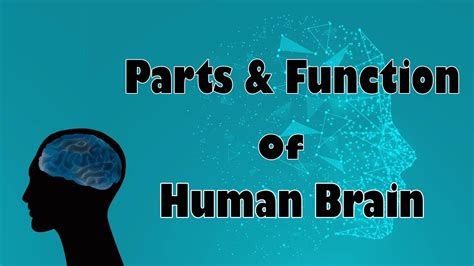 Parts And Functions Of Human Brain Letstute In Hindi YouTube