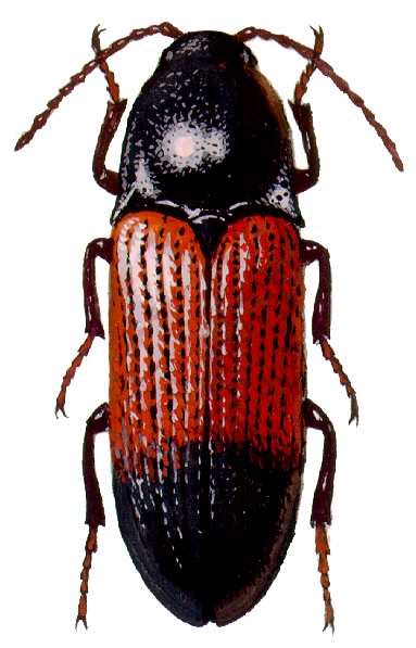 Щелкуны (Elateridae) в рисунках Кирилла Макарова