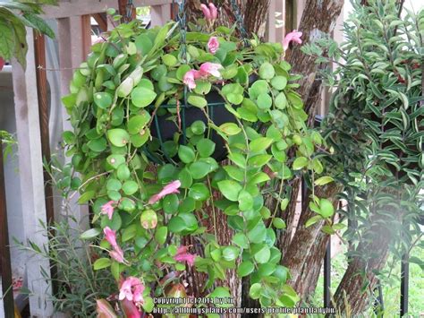 Photo Of The Entire Plant Of Lipstick Plant Aeschynanthus Thai Pink