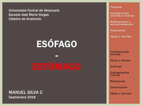 SOLUTION Esofago Y Estomago Anatomia Studypool