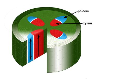 Cross Section Of Xylem And Phloem