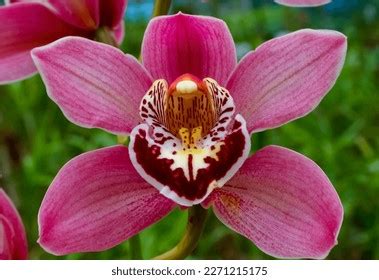 Phalaenopsis Orchid Blooming Greenhouse Close-up Stock Photo 2271215175 | Shutterstock