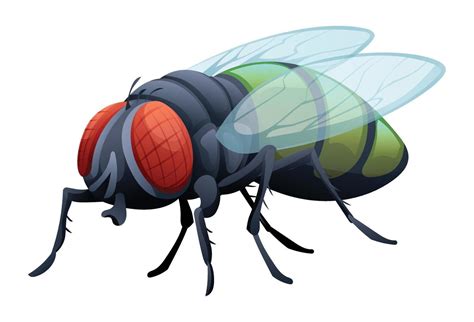 Cute Fly Cartoon Illustration Isolated On White Background 21623852