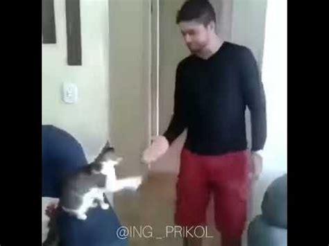 Кошка дают лапу - YouTube