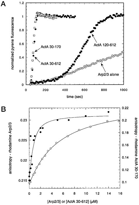 Binding And Activation Of The Arp23 Complex By Acta A Comparison Of Download Scientific