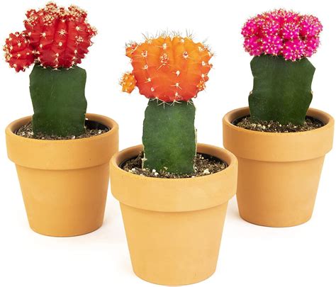 Grafted Cactus Plants Live In Clay Pots For Plants 3 Pk