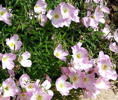 Showy Evening Primrose Oenothera Speciosa Seeds