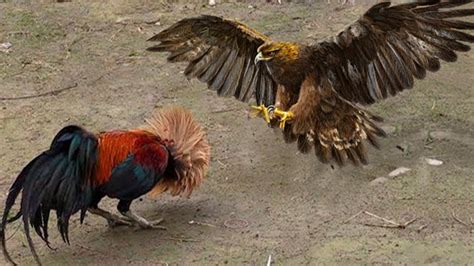 Incredible Courageous Rooster Confronts Evil Hawk To Protect Chicks