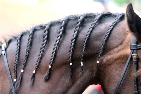 Braided Mane for Horse: Fashion or Functional | Horse Retirement