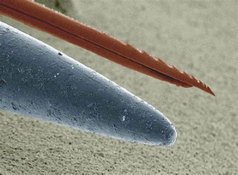 A microscopic view of a bee stinger compared to the tip of a needle : r/Beekeeping