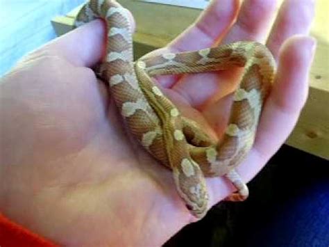 Corn Snake Handling Youtube