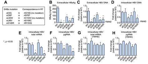 Comparison Of Hbv Replication Between Hbv Wt And Mutants In Transfected