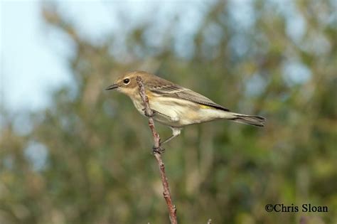 Yellow Rumped Warbler State Of Tennessee Wildlife Resources Agency