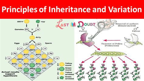 Ncert Solution Class 12th Biology Chapter 5 Principles Of Inheritance And Variation Notes