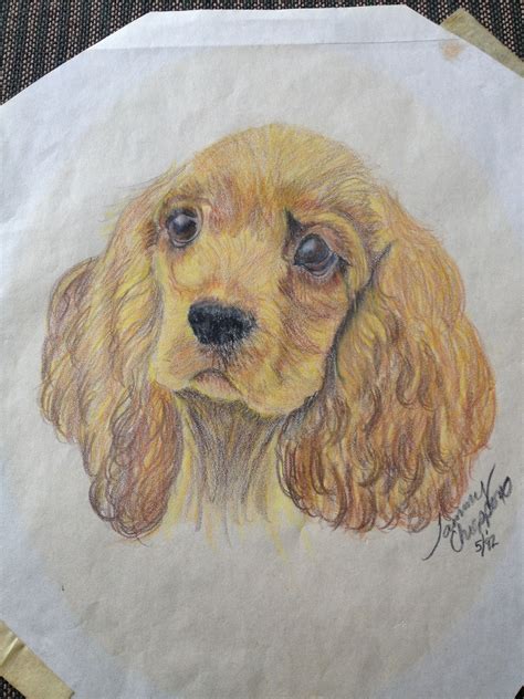 Cocker spaniel Spaniel Art, American Cocker Spaniel, Spaniels, Dante, Red And White, Breeds ...