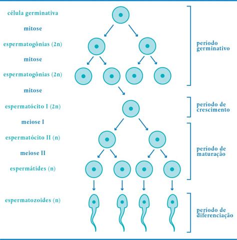 O Espermatozoide E O Espermograma IPGO