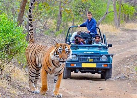 Safari In Jim Corbett Jungle Safari In Jim Corbett Jeep Safari In Jim Corbett