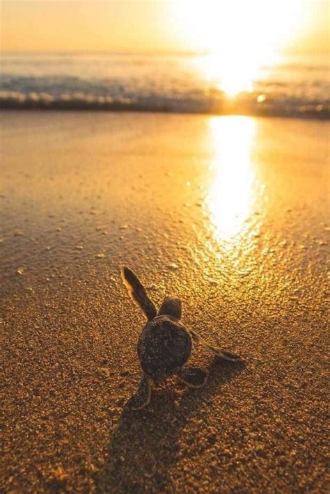 Pin by 𝕾𝖚ɳ𝕾𝖍𝖎ɳ𝖊 on 𝔖𝔲𝔫𝔯𝔦𝔰𝔢 𝔖𝔲𝔫𝔰𝔢𝔱 Baby sea turtles Cute turtles