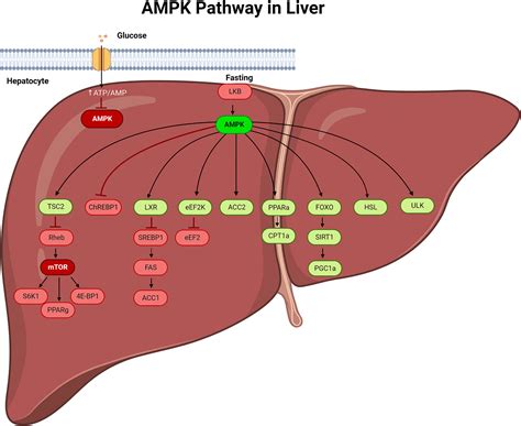 Ampk Mtor Pathway Significance In Healthy Liver And Nonalcoholic Fatty