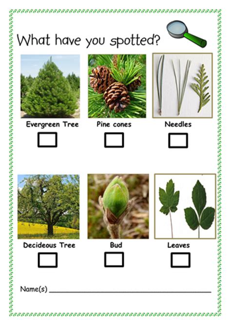 Tree Hunt | Teaching Resources