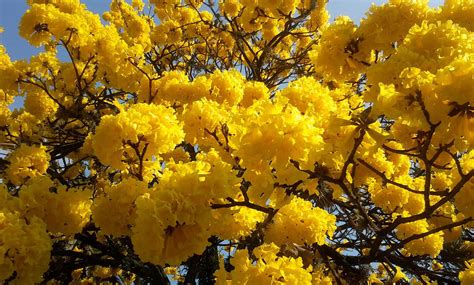 Un compuesto modificado de un árbol como posible terapia de la leucemia