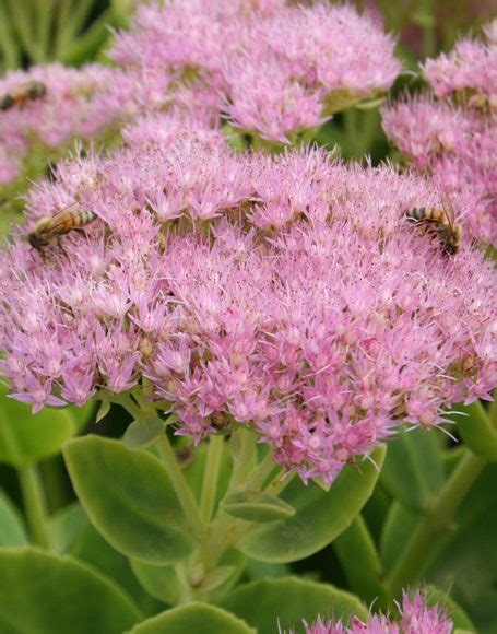 Sedum spectabile ‘Brilliant’ - Moon Nurseries