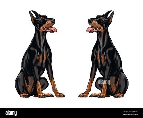 Are Dobermans Used As Police Dogs