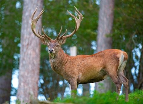 Center For The Restoration Of The Caucasian Red Deer Barev Armenia Tour