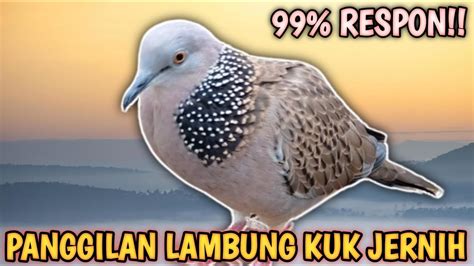 Suara Panggilan Terkukur Lambung Kuk Jernih Khusus Untuk Pancingan