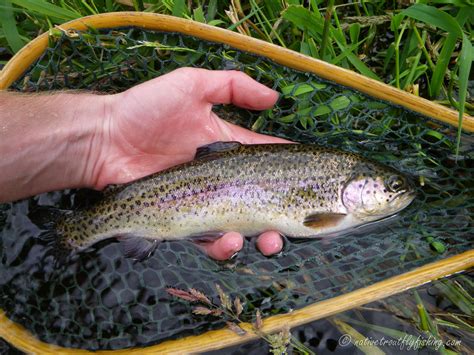 Native Trout Fly Fishing Hatchery Strain Rainbow Trout