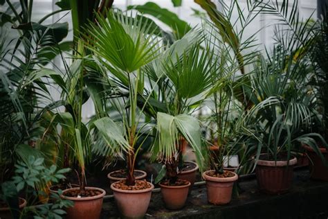 Premium Photo | Tropical plants in pots. greenhouse, seedlings. tropics