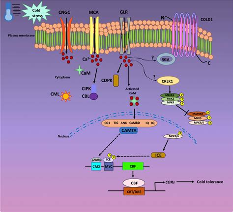 Frontiers Calcium Mediated Cold Acclimation In Plants Underlying