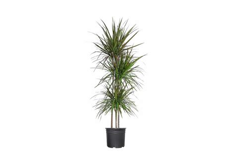 Dracaena Tree