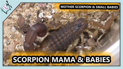 Mama Scorpion Had Babiesbaby Scorpions Youtube