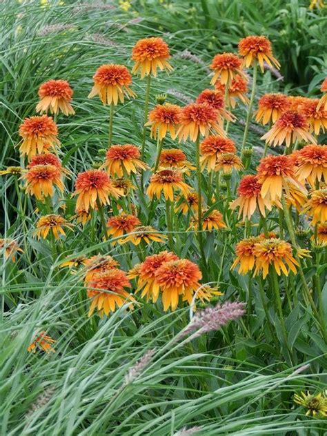 Эхинацея пурпурная «Мармелад»: купить недорого с доставкой — Крокус-ВЛ