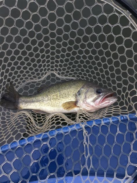 バス釣り初心者の方、釣るのに必要な物だけ教えます 道具や釣り方で迷走している方に必要な物だけ教えます！ 趣味・ゲームのアドバイス ココナラ