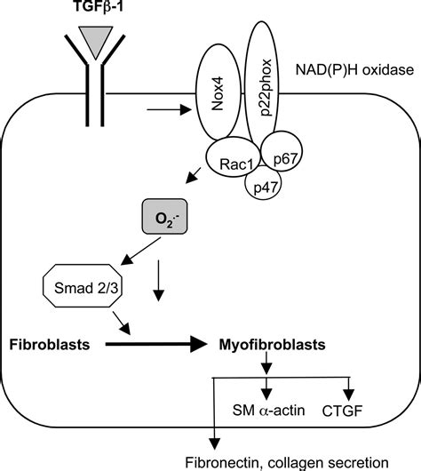 NAD P H Oxidases and TGF βInduced Cardiac Fibroblast Differentiation