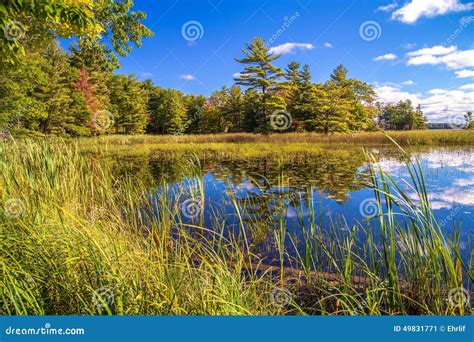 Save The Wetlands Stock Image Image Of Endangered Park 49831771