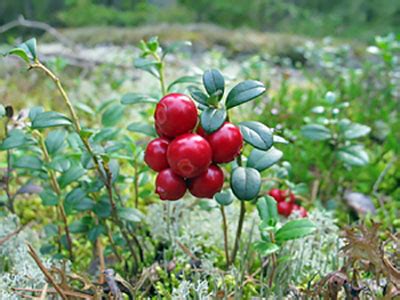 Лечебные свойства листьев и ягод брусники — FloraPrice.Ru