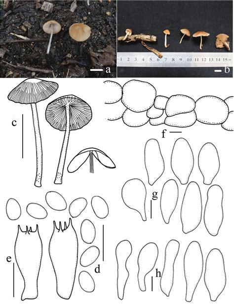 Basidiomata And Microscopic Features Of Candolleomyces Subminutisporus