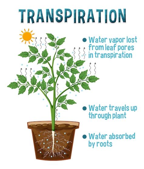 Diagrama Mostrando A Transpira O Da Planta Vetor Premium