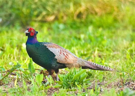 Phasianus Versicolor Japanese Green Pheasant In Spring Flickr