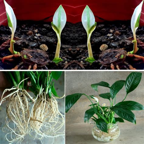 Como Estimular O Crescimento Do Spathiphyllum Para Que Ele Cres A