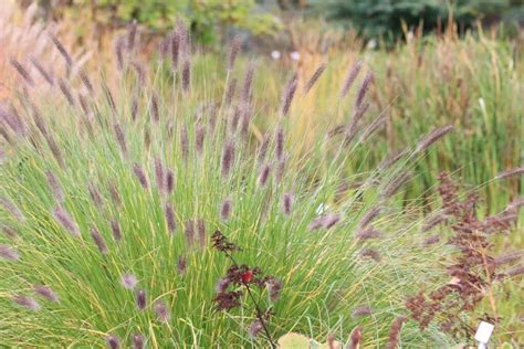 Schmale Hohe Gr Ser F R Balkon Und Garten