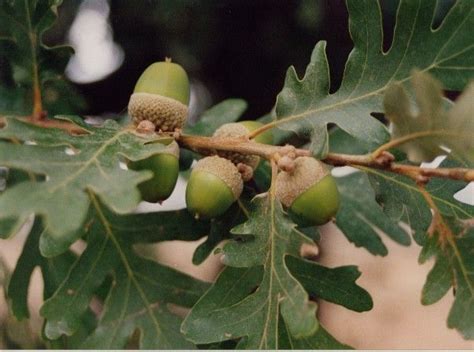 Quercus Pyrenaica Ver Arbol Su Hoja Y Fruto Tipos De Suelo La